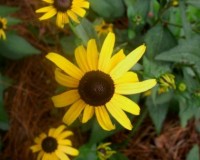 rudbeckia fulgida 7-10 close.jpg